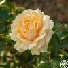 St. Tropez>Heirloom Roses Online