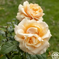 St. Tropez>Heirloom Roses Online