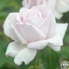 Stainless Steel™>Heirloom Roses New