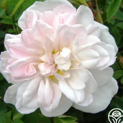 Stanwell Perpetual>Heirloom Roses Clearance