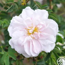 Stanwell Perpetual>Heirloom Roses Clearance