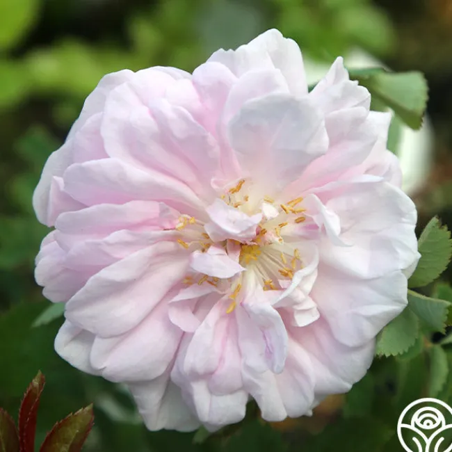 Stanwell Perpetual>Heirloom Roses Clearance