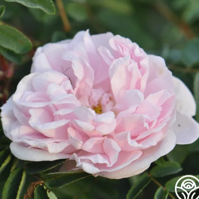 Stanwell Perpetual>Heirloom Roses Clearance