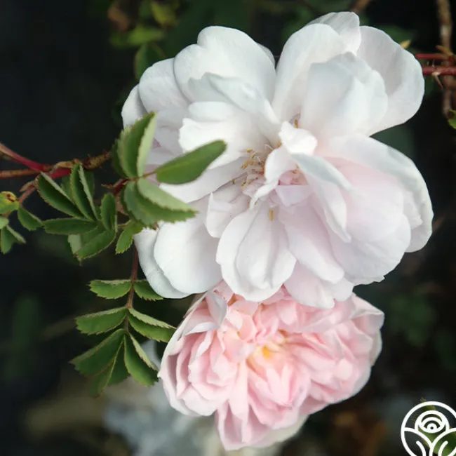 Stanwell Perpetual>Heirloom Roses Clearance