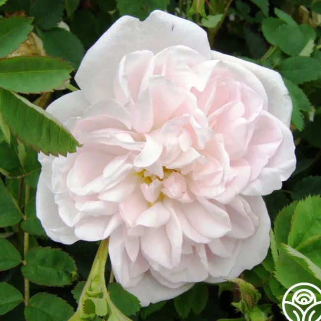 Stanwell Perpetual>Heirloom Roses Clearance