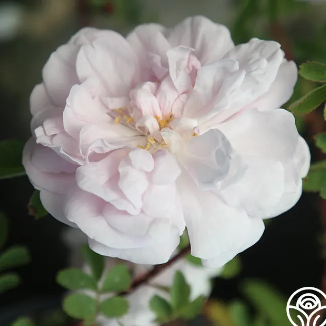 Stanwell Perpetual>Heirloom Roses Clearance