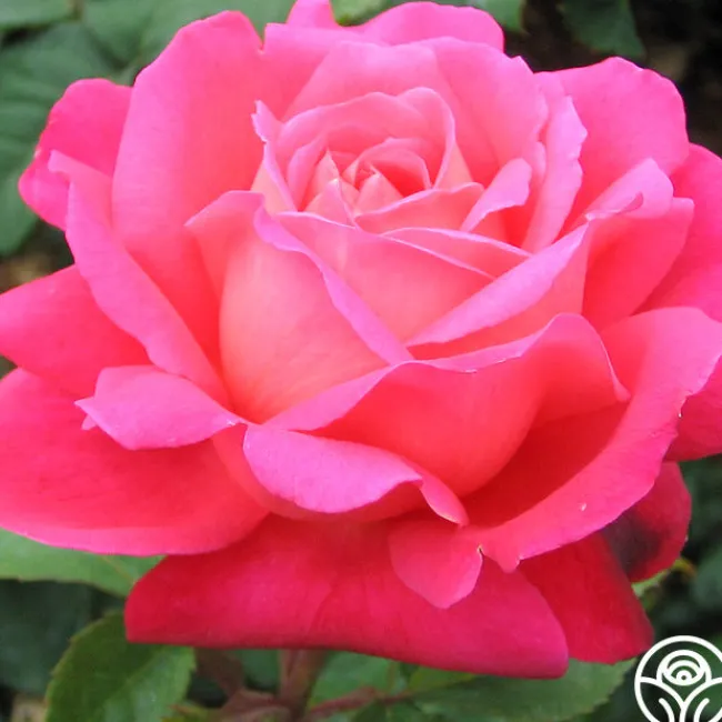 Star Of The Nile™>Heirloom Roses Discount