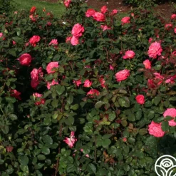Star Of The Nile™>Heirloom Roses Discount