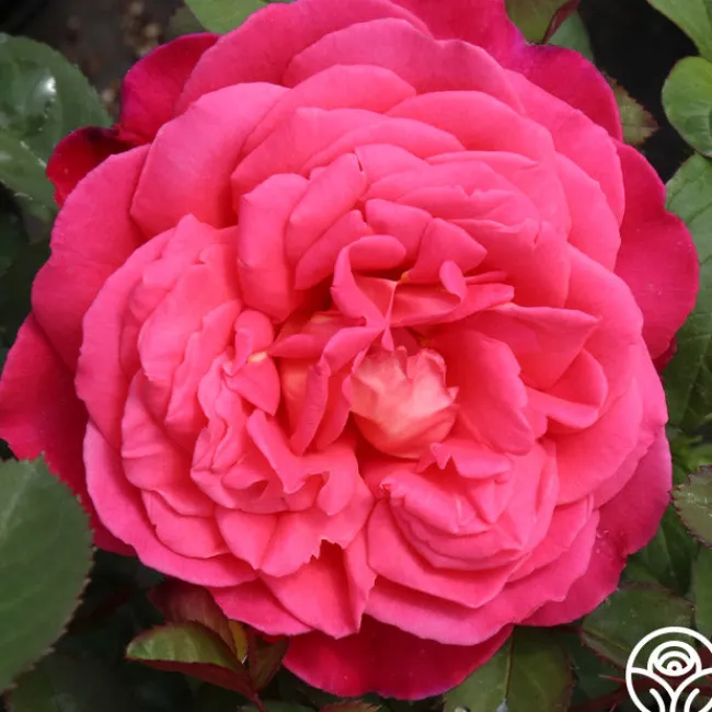 Star Of The Nile™>Heirloom Roses Discount