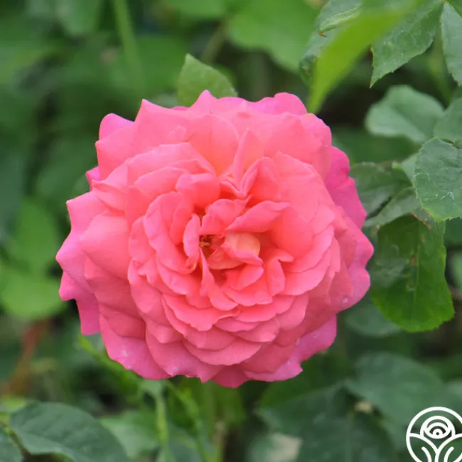 Star Of The Nile™>Heirloom Roses Discount