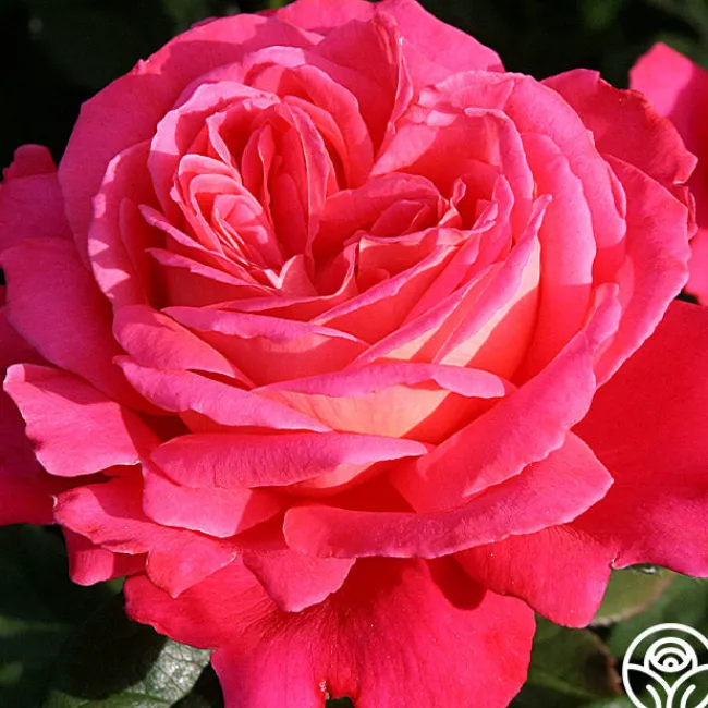 Star Of The Nile™>Heirloom Roses Discount