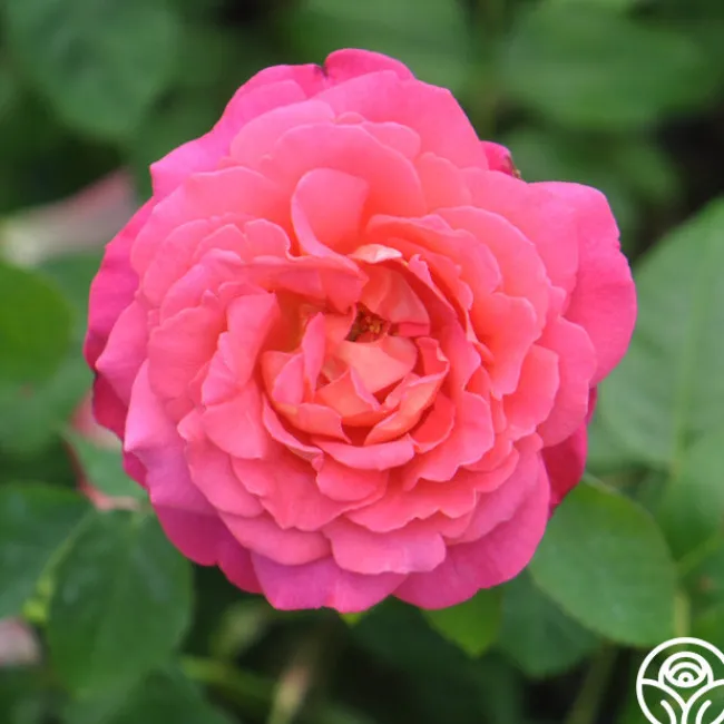 Star Of The Nile™>Heirloom Roses Discount
