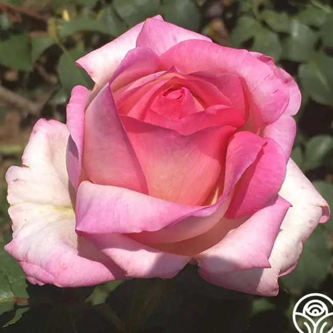 Star-Crossed Lovers™>Heirloom Roses Sale