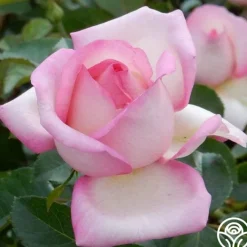 Star-Crossed Lovers™>Heirloom Roses Sale