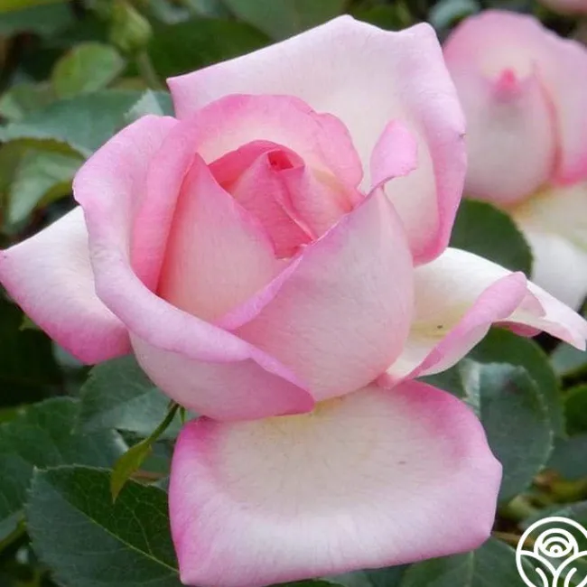 Star-Crossed Lovers™>Heirloom Roses Sale