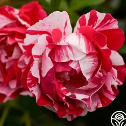 Stars 'n' Stripes Forever™>Heirloom Roses Sale