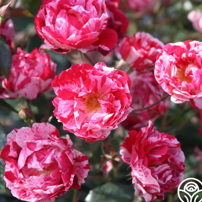 Stars 'n' Stripes Forever™>Heirloom Roses Sale