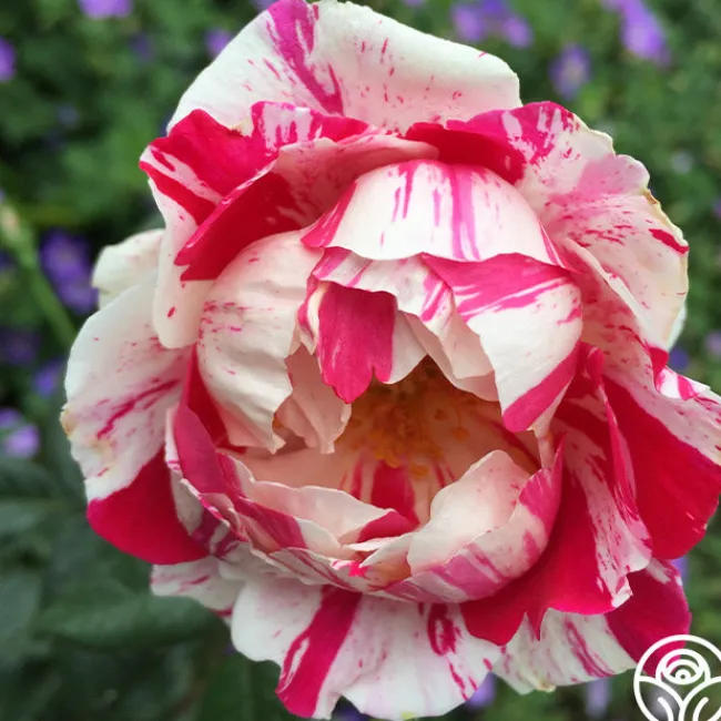 Stars 'n' Stripes Forever™>Heirloom Roses Sale