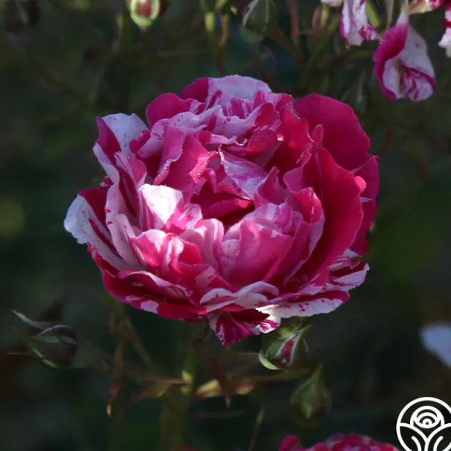 Stars 'n' Stripes Forever™>Heirloom Roses Sale