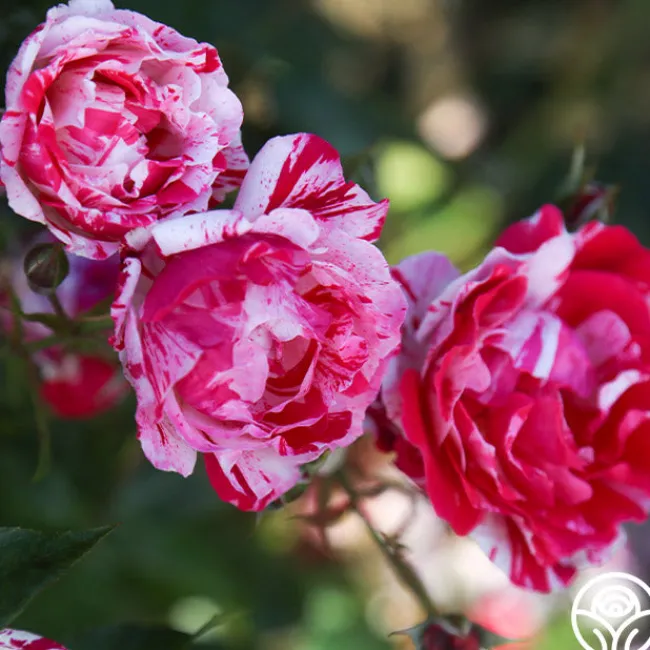 Stars 'n' Stripes Forever™>Heirloom Roses Sale
