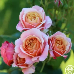State of Grace™>Heirloom Roses New