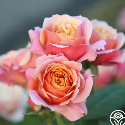 State of Grace™><noscript><img width=