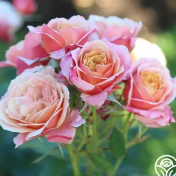 State of Grace™><noscript><img width=