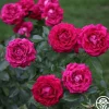 Stiletto™>Heirloom Roses