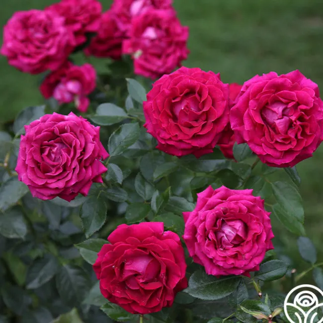 Stiletto™>Heirloom Roses