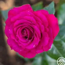 Stiletto™>Heirloom Roses