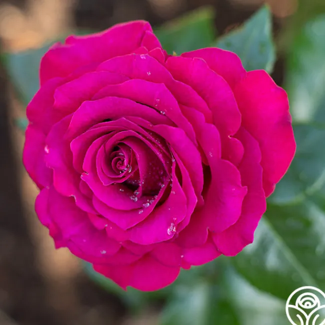 Stiletto™>Heirloom Roses