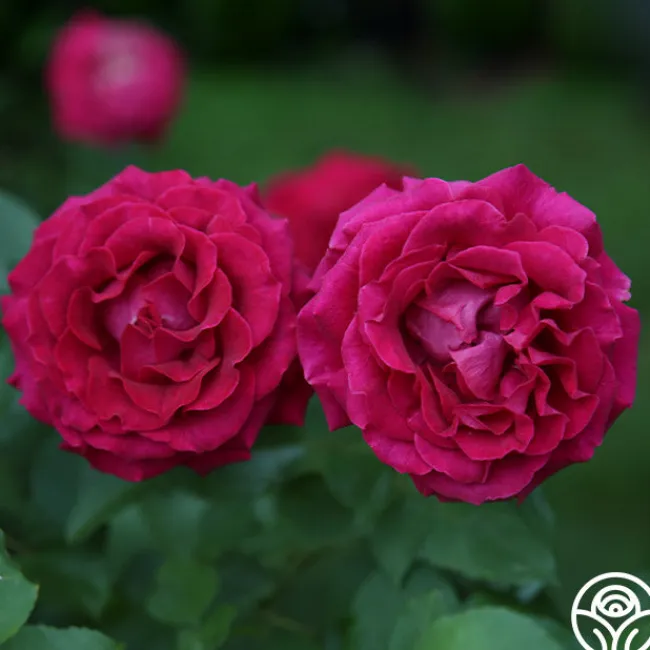 Stiletto™>Heirloom Roses