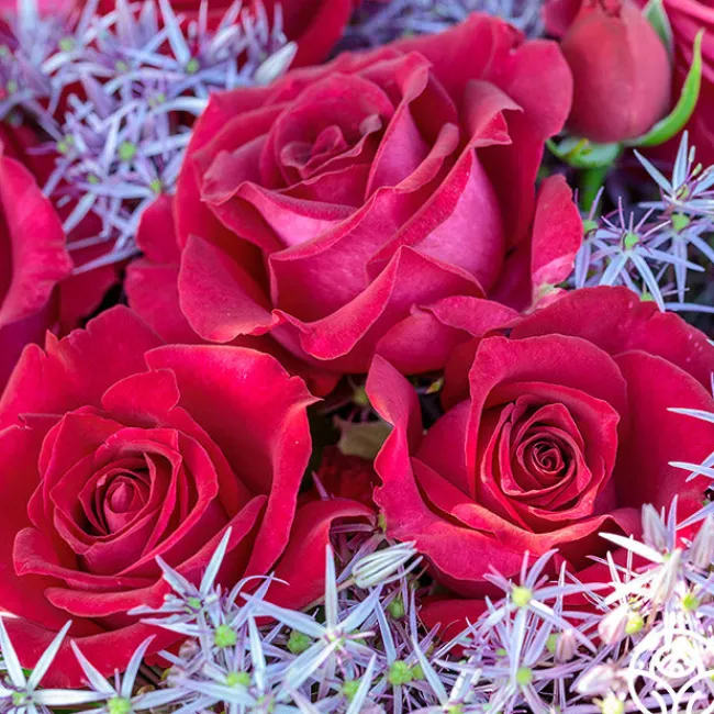 Stiletto™>Heirloom Roses