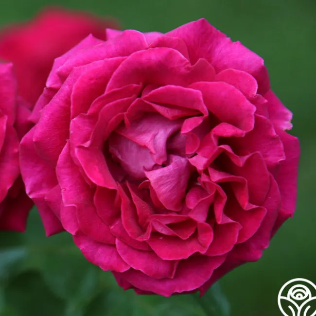 Stiletto™>Heirloom Roses