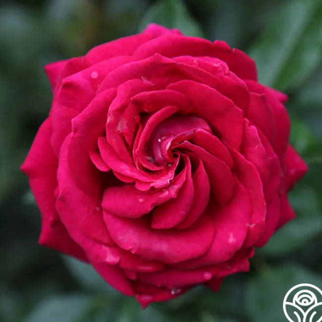 Stiletto™>Heirloom Roses