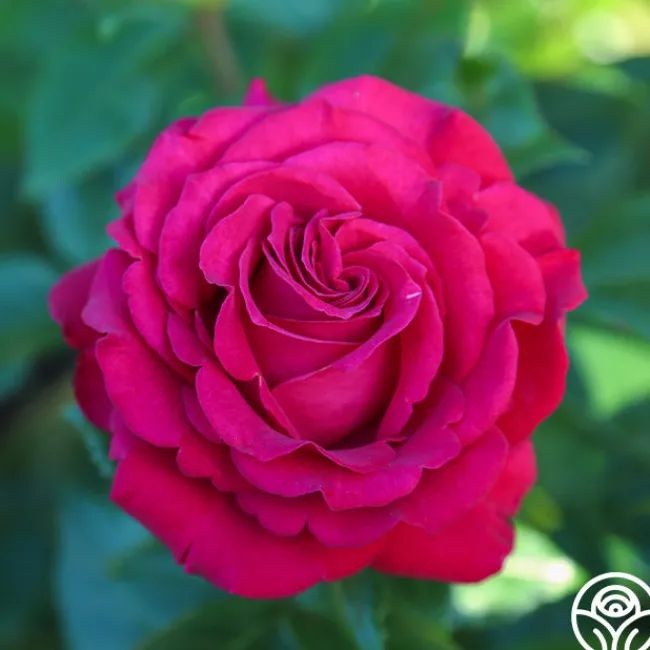 Stiletto™>Heirloom Roses