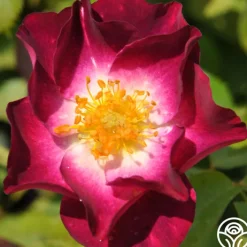 Stormy Weather™>Heirloom Roses Online
