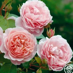 Strawberry Hill®><noscript><img width=