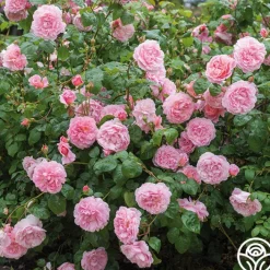 Strawberry Hill®><noscript><img width=