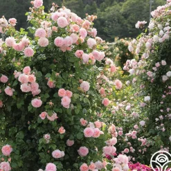 Strawberry Hill®><noscript><img width=