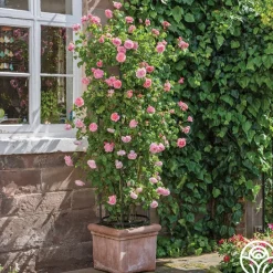 Strawberry Hill®><noscript><img width=