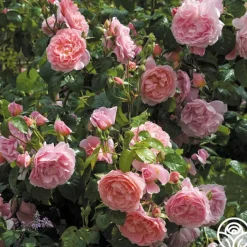 Strawberry Hill®><noscript><img width=