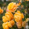 Strike It Rich™>Heirloom Roses Clearance