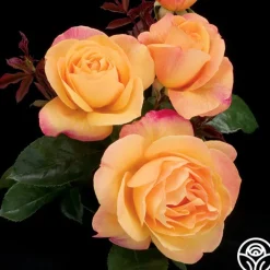 Strike It Rich™><noscript><img width=