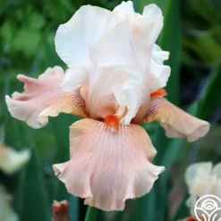 Struck Twice>Heirloom Roses Discount