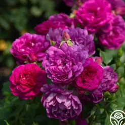 Sultry Night™>Heirloom Roses New