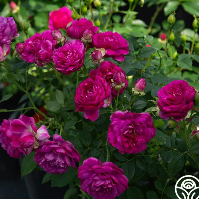 Sultry Night™>Heirloom Roses New