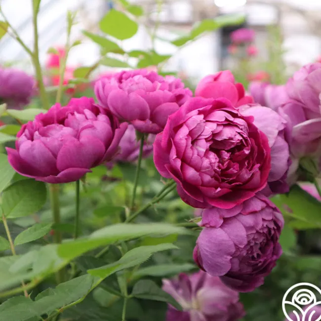 Sultry Night™>Heirloom Roses New