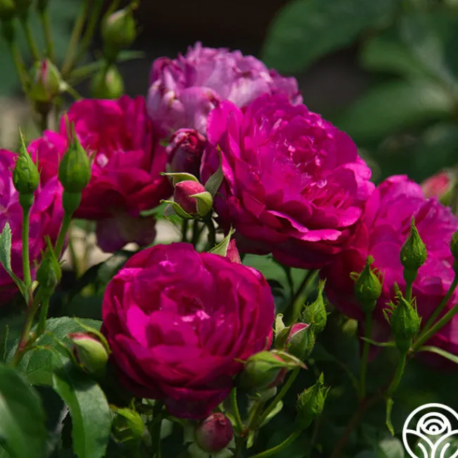Sultry Night™>Heirloom Roses New