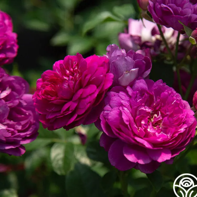 Sultry Night™>Heirloom Roses New